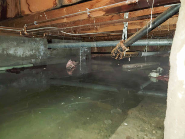 Best Flood damage cleanup  in Dexter, MO